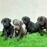 توله کنگرسو .و دوتا کنگرسو بالغ|سگ|لواسان, |دیوار