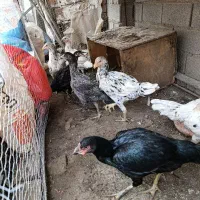 مرغ لاری طوس نسل