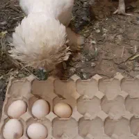 تخم مرغ سلطان نطفه دار (خروس مرغ گیر جوان)|حیوانات مزرعه|قم, کاسه گران|دیوار