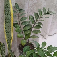 فروش گل یکجا|گل و گیاه طبیعی|فردیس, منظریه|دیوار