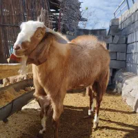 نری پاکستانی|حیوانات مزرعه|صوغان, |دیوار