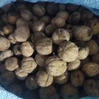 گردو
