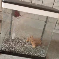 آکواریوم|ماهی|مبارکه, |دیوار