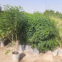 نهالستان خدمات سبز شرافت