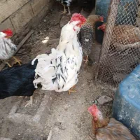 تخم مرغ سبز وبرهما نطفه داروکرک شو وجوجه|حیوانات مزرعه|سیرجان, |دیوار