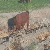 بز ماده جوان|حیوانات مزرعه|بروجرد, |دیوار