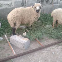 فروش بره نر شیرازی اصیل