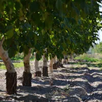 ۱.۵ هکتار باغ گردو با سایر امکانات