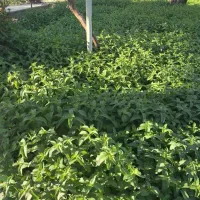 نعنا تازه