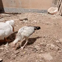 مرغ و جوجه محلی