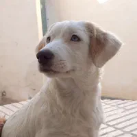 سگ پاکوتاه|سگ|شاهرود, |دیوار