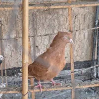 کبوتر زرد طوقی هما