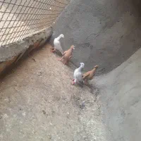 کبوتر|پرنده|تربت‌حیدریه, بالا ولایت|دیوار