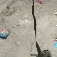 طناب اسب|اسب و تجهیزات اسبسواری|بوشهر, |دیوار