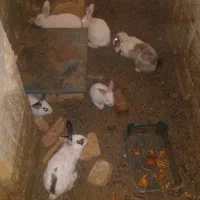 خرگوش‌جوجه‌وبزرگ‌لوپ|موش و خرگوش|زاهدان, |دیوار