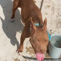 یه قلاده سگ بیت بول ماده