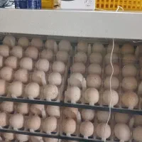 تخم نطفه دار بوقلمون