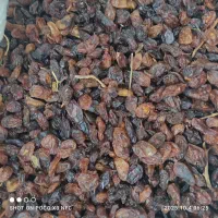 کشمش افتابی گله