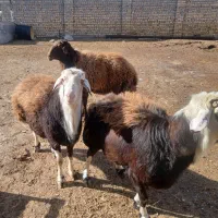 قوچ افشار پلنگی