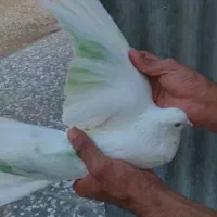 ماده چش و نوک سفید|پرنده|برخوار, |دیوار