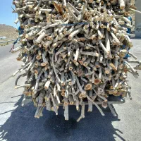 خریدانواع چوب درخت|خدمات باغبانی و درختکاری|سیرجان, |دیوار