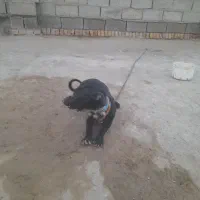 پاکوتاه ماده
