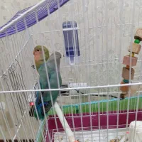 طوطی بریزیلی|پرنده|رباط‌کریم, رباط‌کریم|دیوار