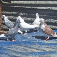 ۷ عدد کفتر پرشی و بسیار زیبا