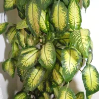 گل دیفن باخیا به فروش می‌رسد