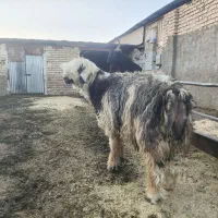 فروش بره قوچ بذری همه چی تموم|حیوانات مزرعه|شیراز, داریون|دیوار