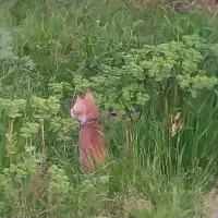 پیشی نارنجی|گربه|آستانه اشرفیه, |دیوار