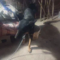 سگ برای نگهبانی خوبه