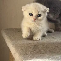 بچه گربه ها با تحویل حضوری در اهواز|گربه|رامهرمز, |دیوار