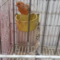 یک عدد قناری ماده سینه سرخ