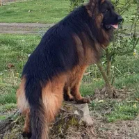 ژرمن شپرد شولاین کینگ|سگ|تهران, سعادتآباد|دیوار