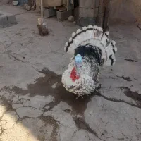 بوقلمو نر