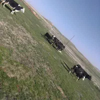 گاو  و گوساله