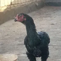 مرغ لاری