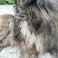 سگ گمشده در صورت دیدن تماس بگیرید