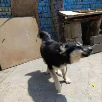 میکس ژرمن و هاسکی