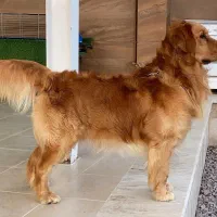 گلدن رتریور|سگ|بومهن, |دیوار