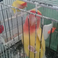 جفت کتوله اهلی