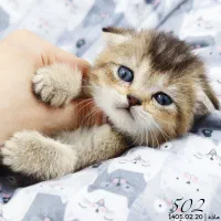 میوشاپ گربه اسکاتیش/بریتیش/پرشین