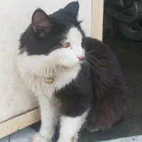 گربه سیاه سفید گمشده