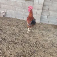 مرغ و خروس محلی