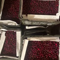 البالو