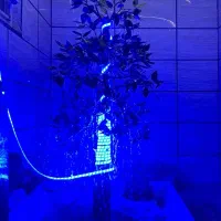 آبنما  درختچه مسی