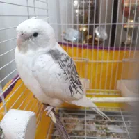 یه جفت عروس هلندی با قفس|پرنده|قم, خداکرم|دیوار