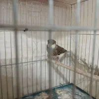 قناری|پرنده|قرچک, شهرک الحدید|دیوار