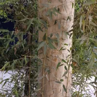 قطعه زمین تجاری روبروی پمپ بنزین دارخوین